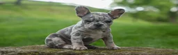 French Bulldog dogs for sale: Archie Beautiful Merle  Pup💙🐾 - Ad 9