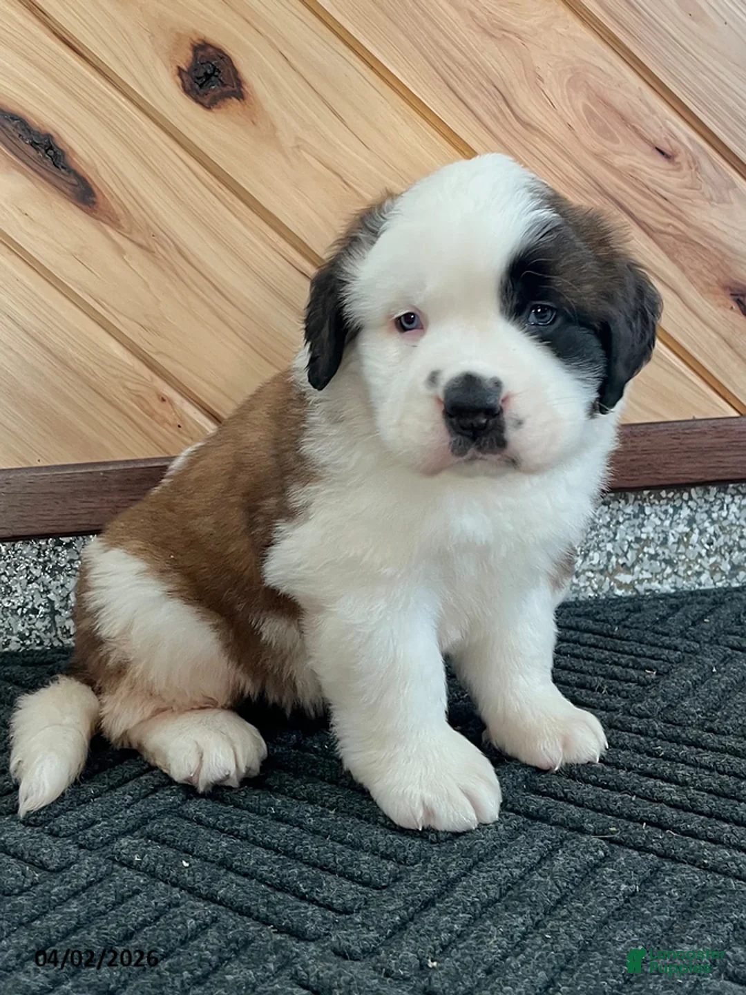 Saint Bernard dogs for sale: Lovebug - Ad 1