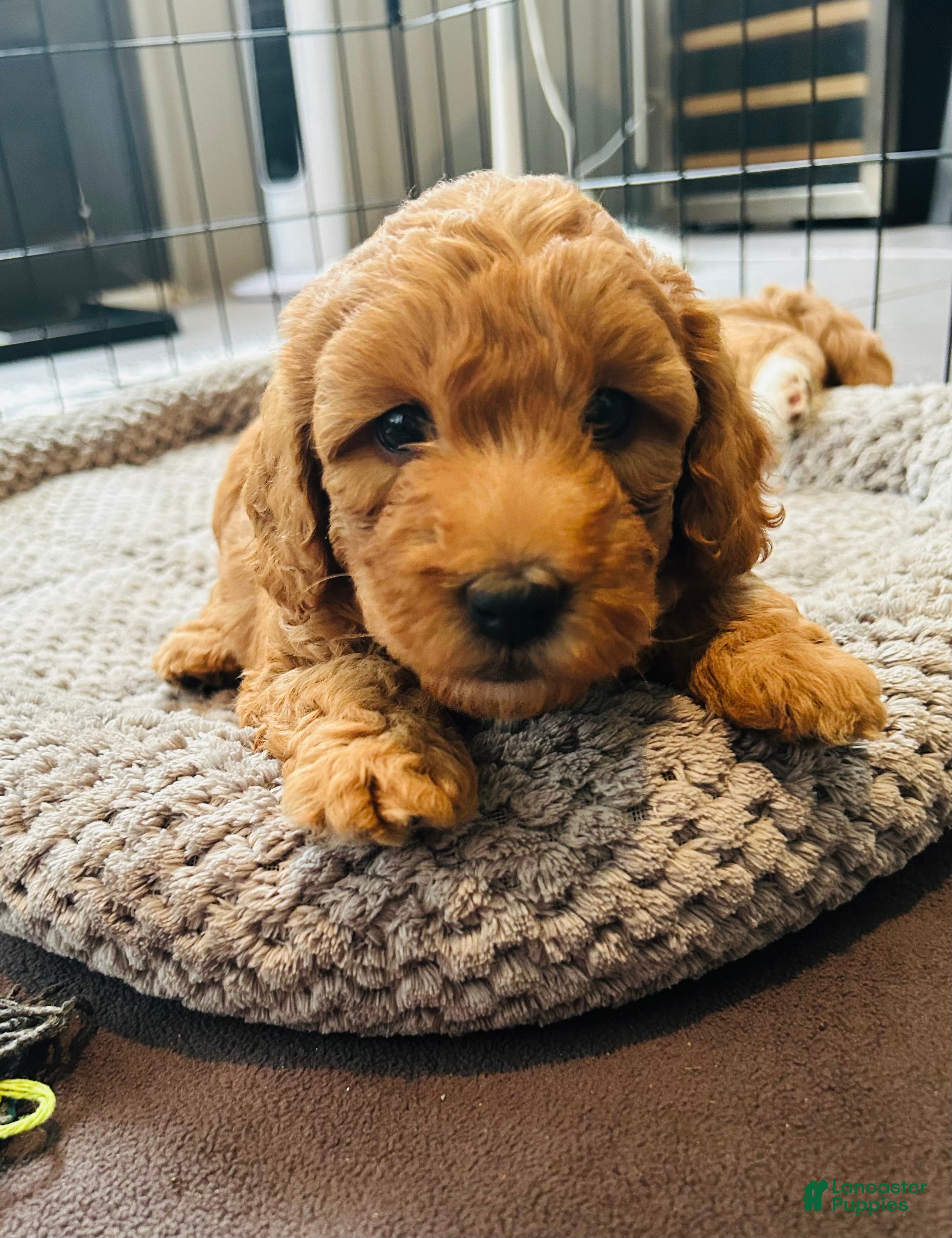 Mini Goldendoodle dogs Mini Goldendoodle Channel - Ad 21