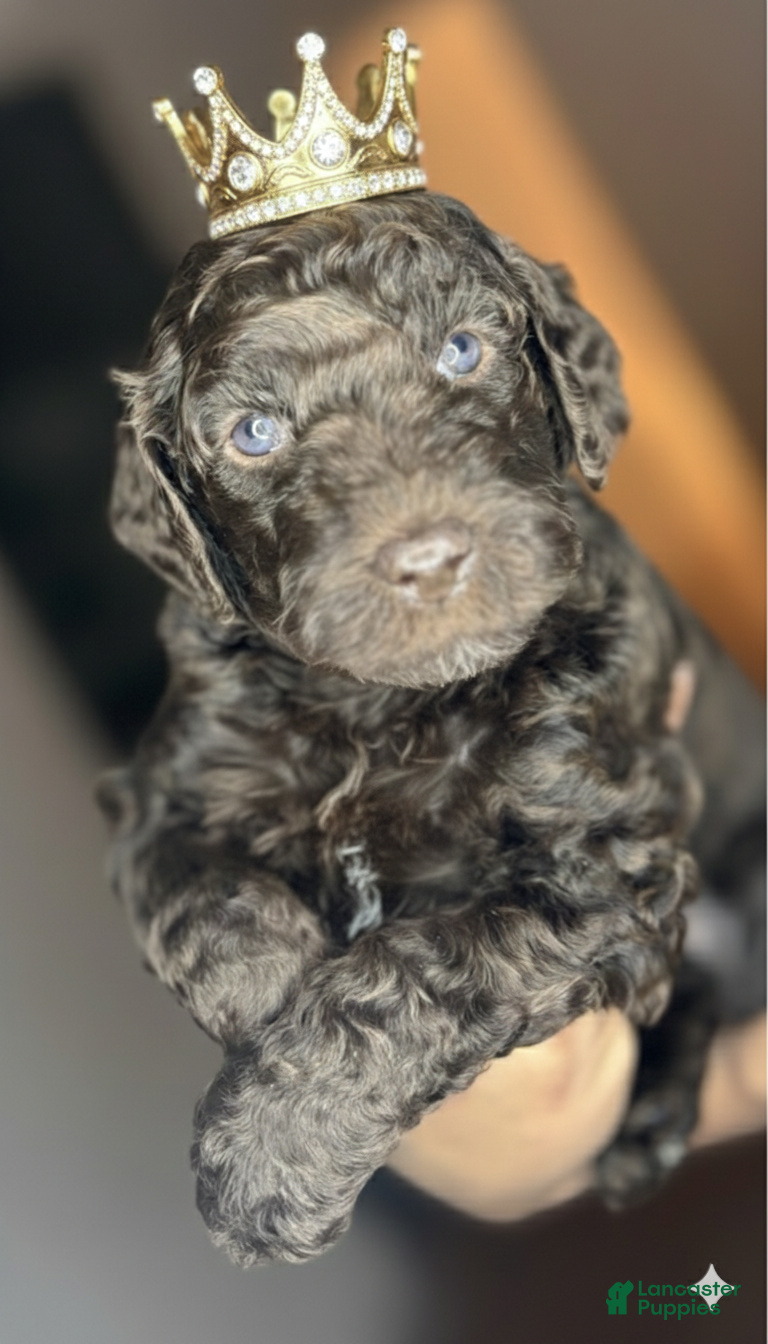 Goldendoodle dogs for sale: Goldendoodle Puppy 1 - Ad 3