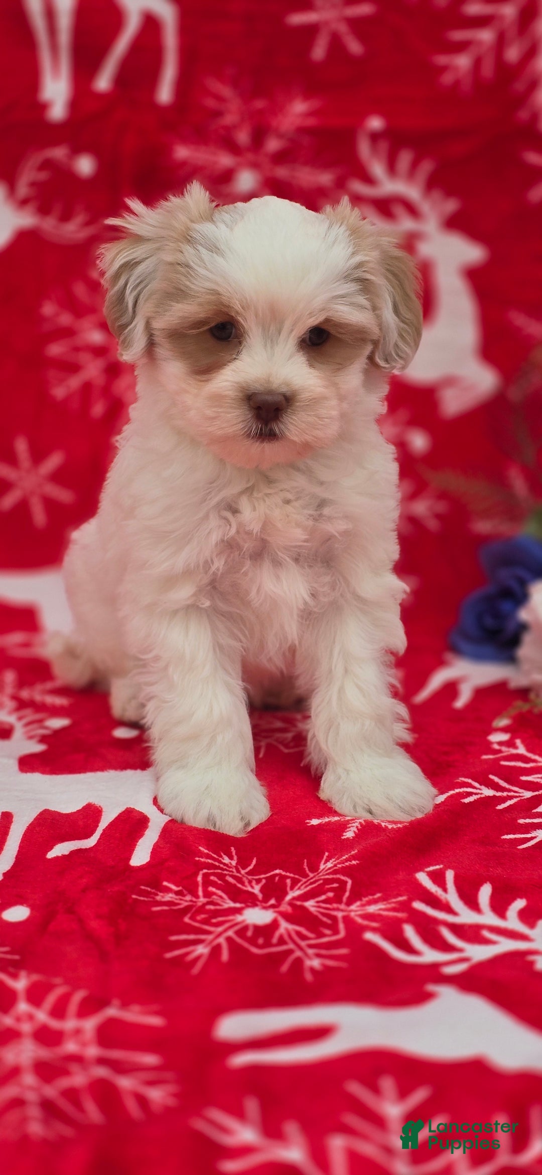 Mixed Breed dogs for sale: Creek - Ad 15