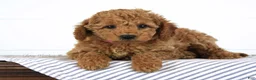 Mini Goldendoodle dogs for sale: Tiana - Ad 3
