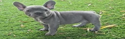 French Bulldog dogs for sale: Lilly - Ad 3