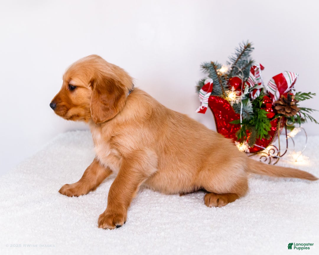 Golden Retriever dogs for sale: Colin - Ad 6