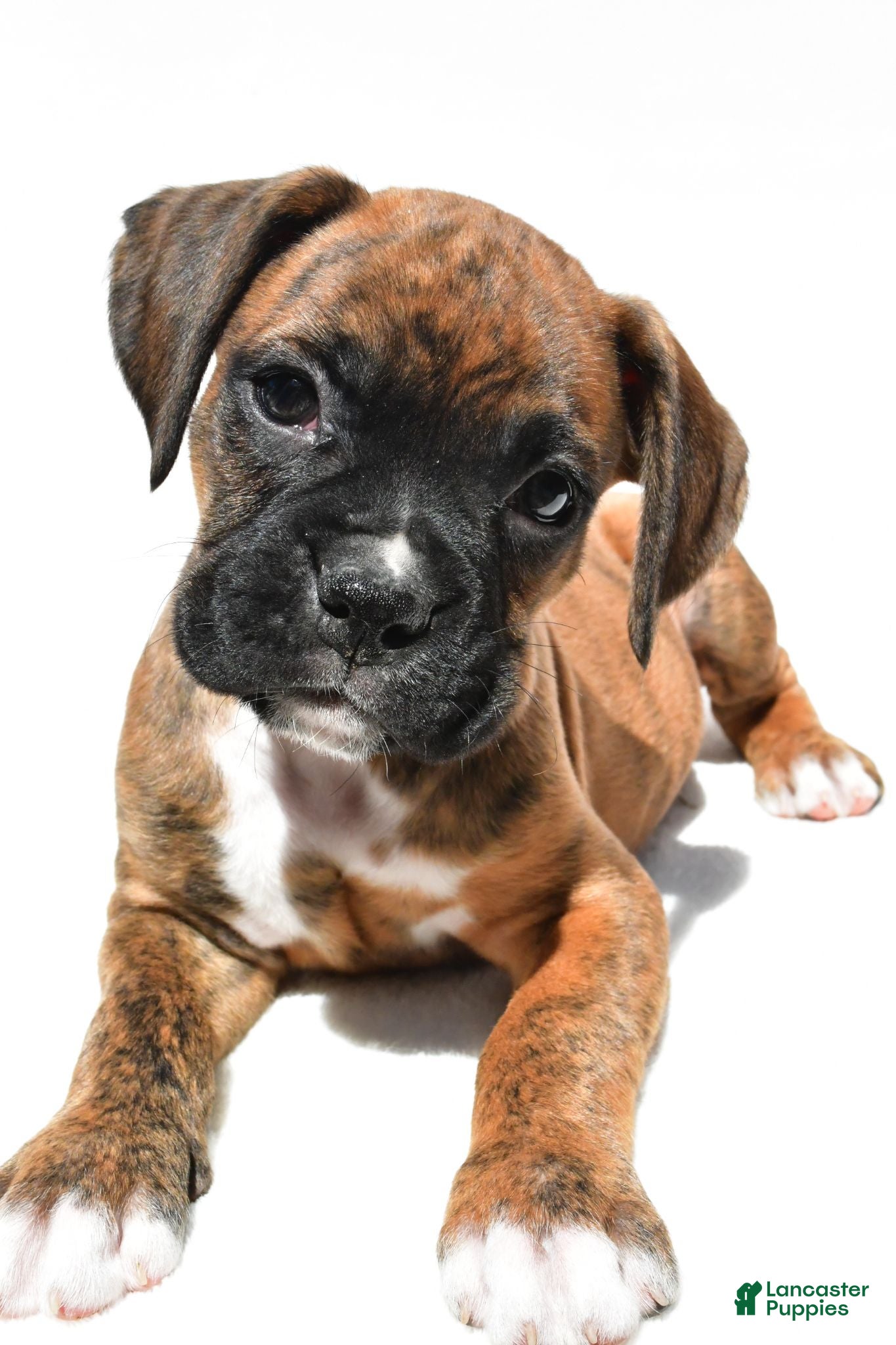 Boxer dogs Stevie - Ad 2