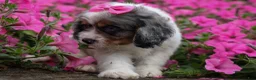 Cavapoo dogs for sale:  Paisley🎀 - Ad 4