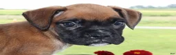 Boxer dogs for sale: Malcolm -Champ lines - Ad 1