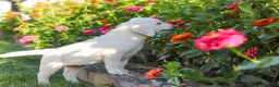 Labrador Retriever dogs for sale: Stormy - Ad 12