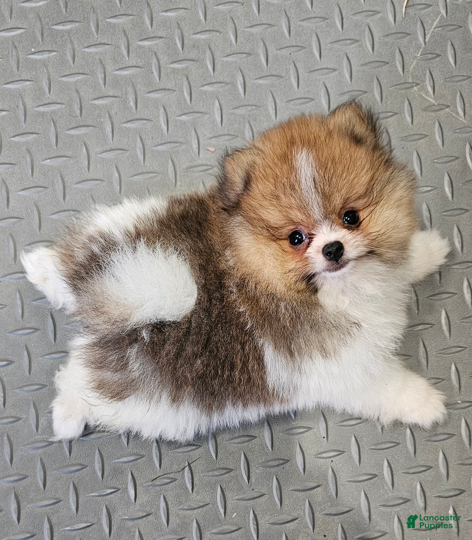 Pomeranian dogs Pomeranian Lucas  - Ad 1