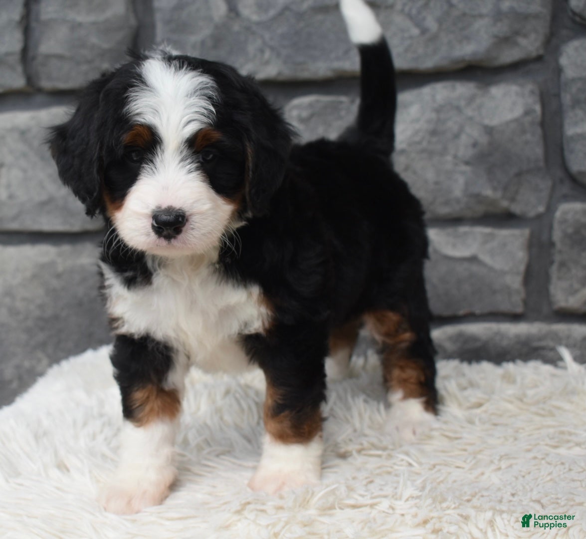 Mini Bernedoodle dogs Cinnamon  - Ad 1