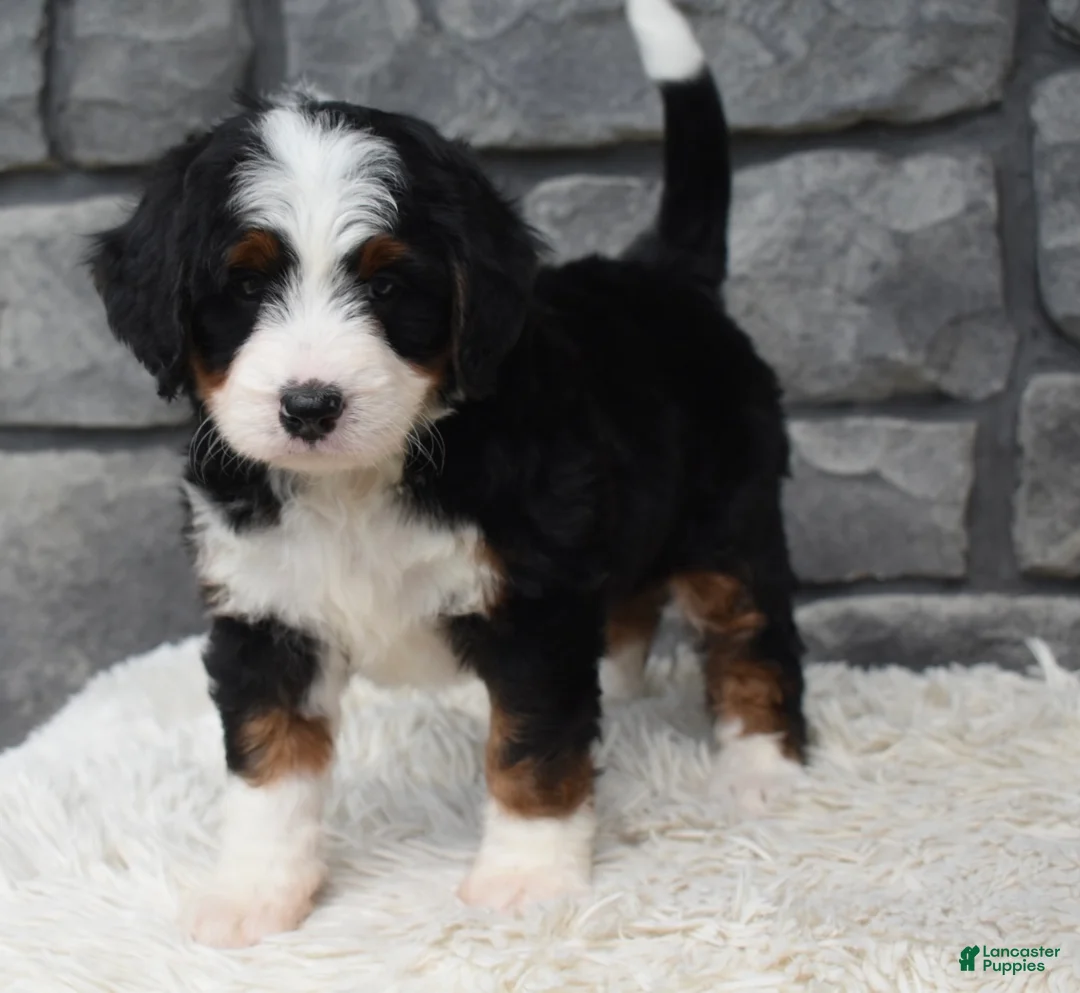 Mini Bernedoodle dogs for sale: Cinnamon  - Ad 1