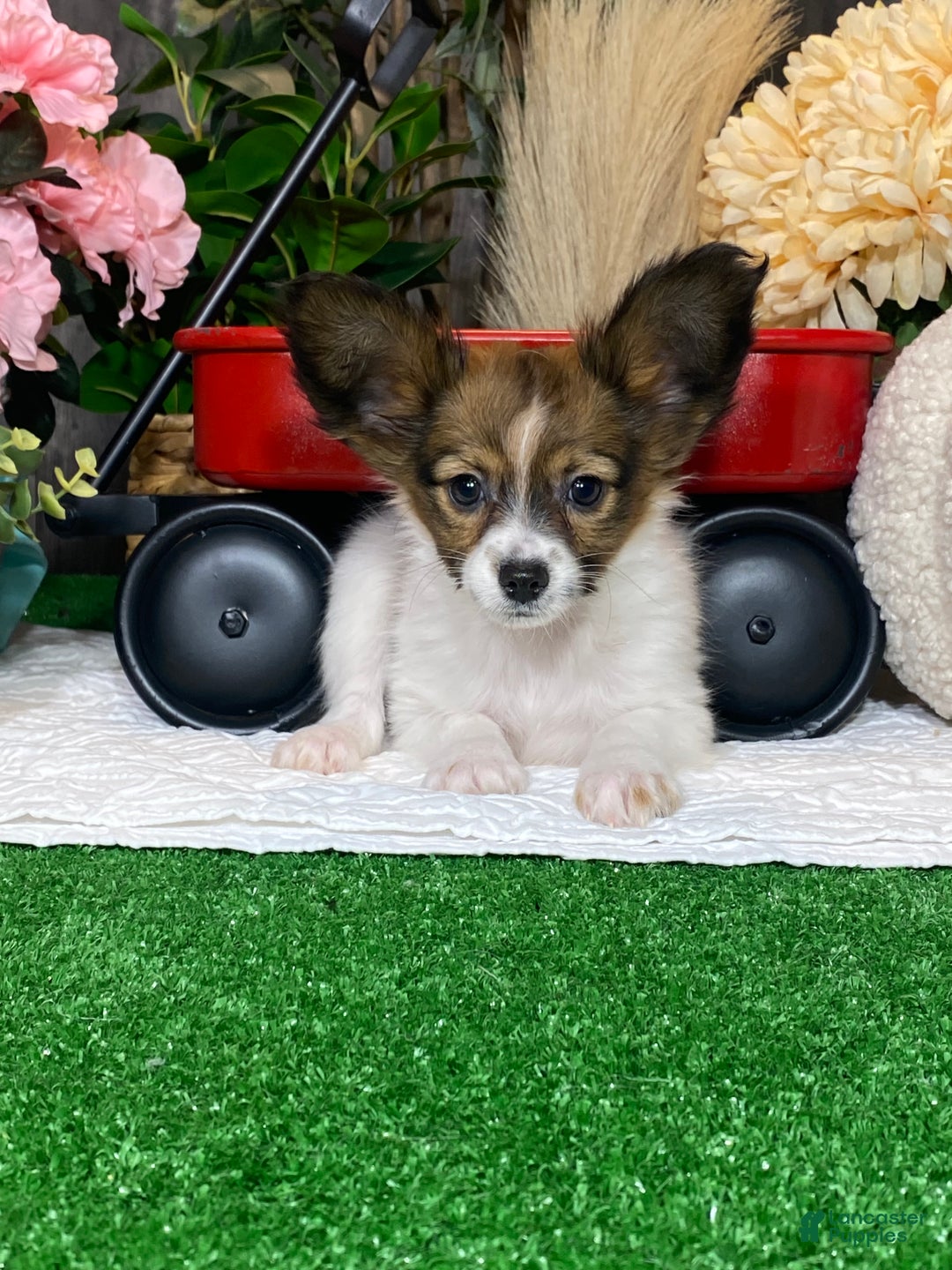 Papillon dogs for sale: Rayna - Ad 1