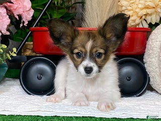 Papillon dogs Rayna - Ad 21