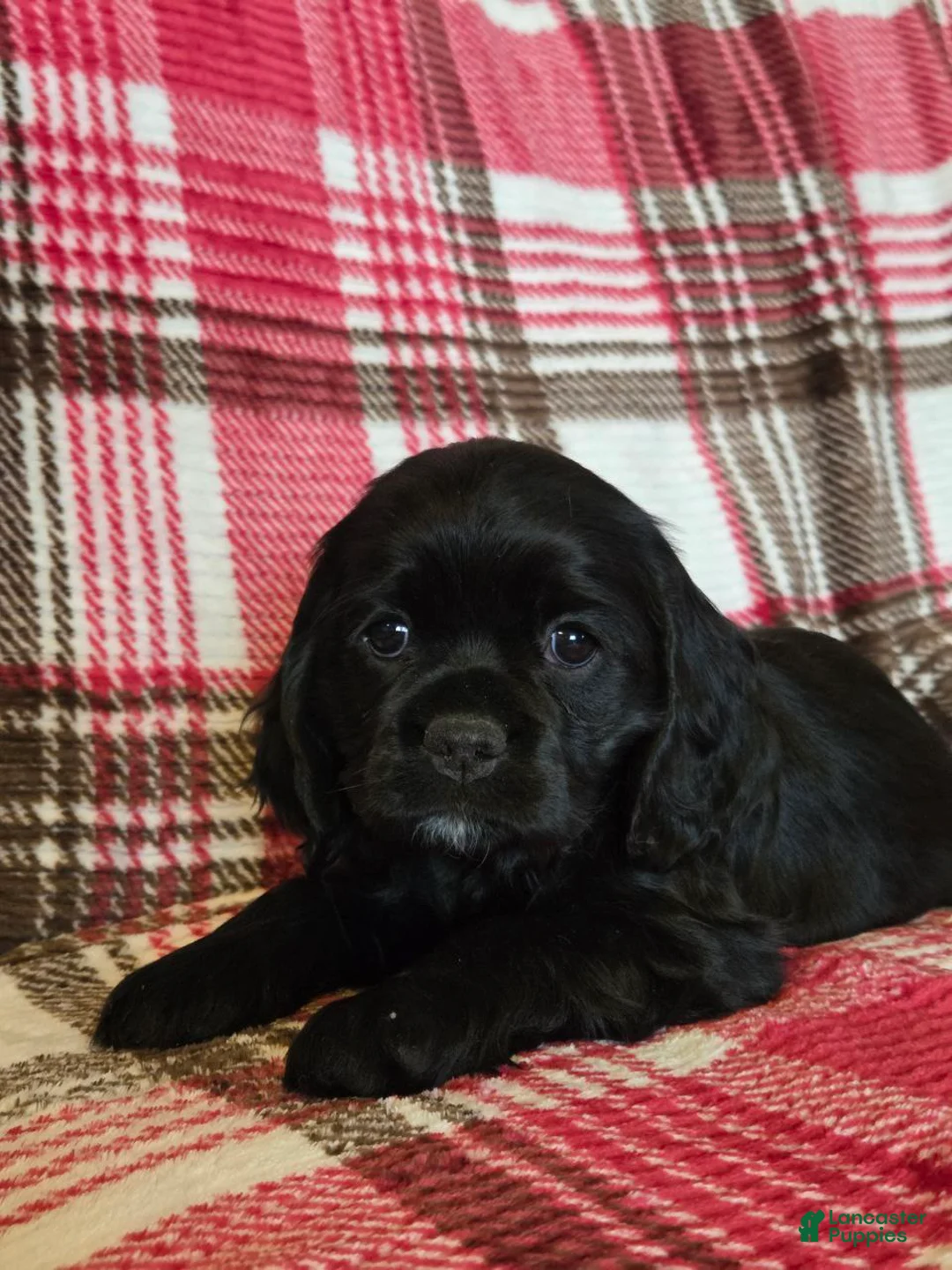 Mixed Breed dogs for sale: Lila  - Ad 1