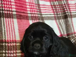 Mixed Breed dogs for sale: Lila - Ad 1