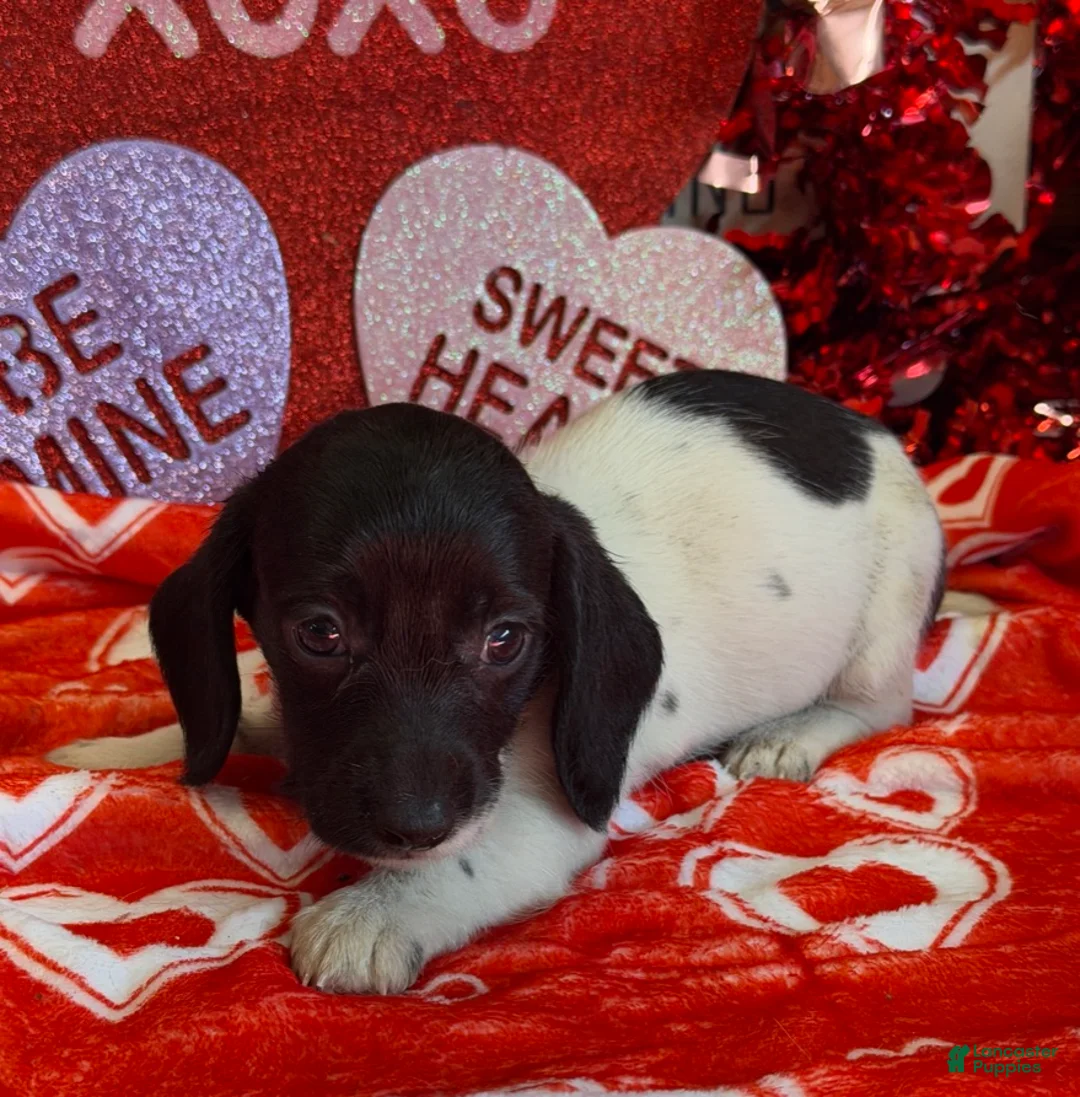 Miniature Dachshund dogs for sale: Spots - Ad 2