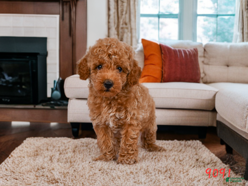 Miniature Poodle dogs Leo - Ad 1