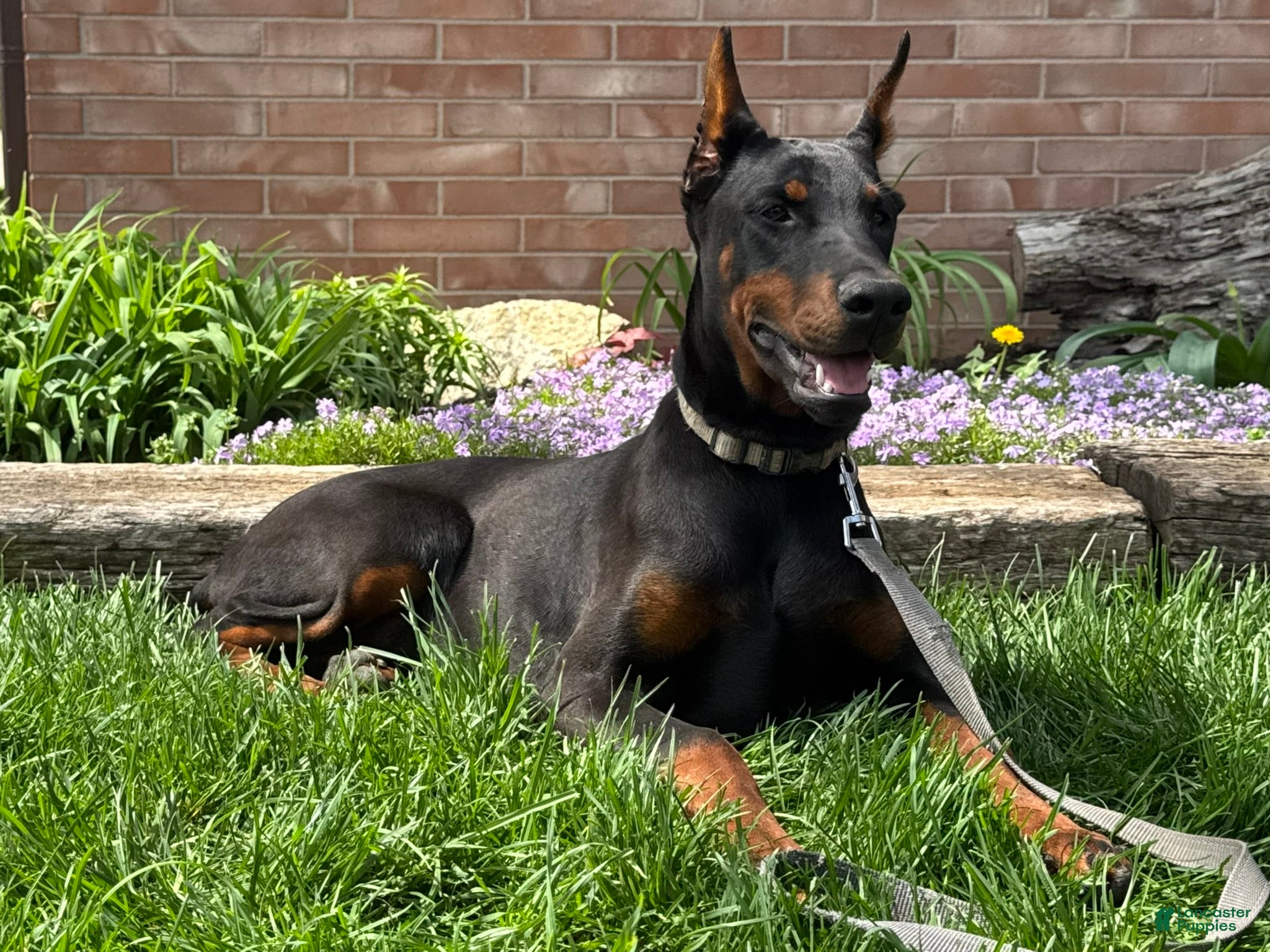 Doberman Pinscher dogs Vespa - Ad 1
