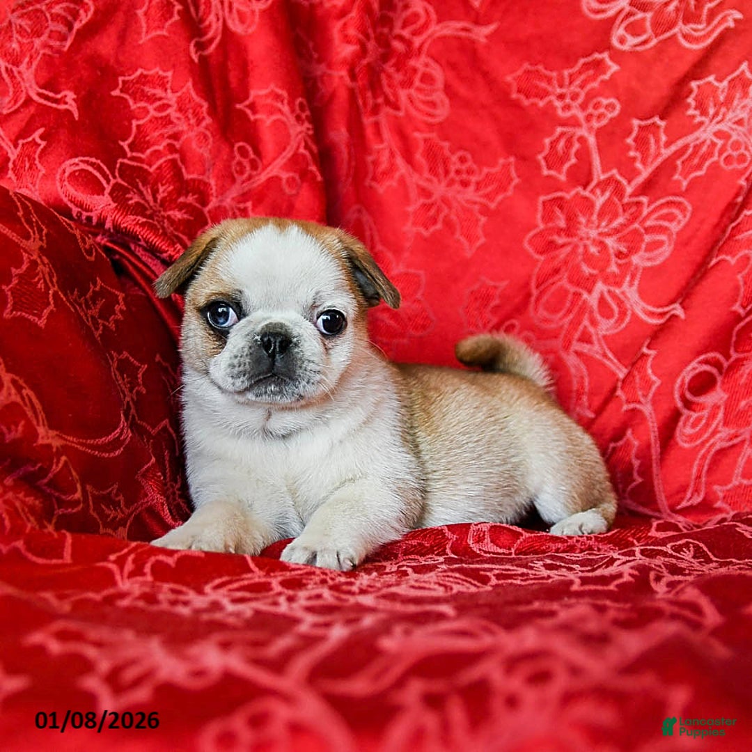 Jug dogs for sale: Lindsey - Ad 2