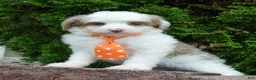 Mini Aussiedoodle dogs for sale: Mini Ace - Ad 14