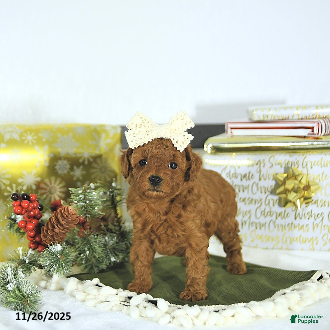 Toy Poodle dogs for sale: Darcy - Ad 9