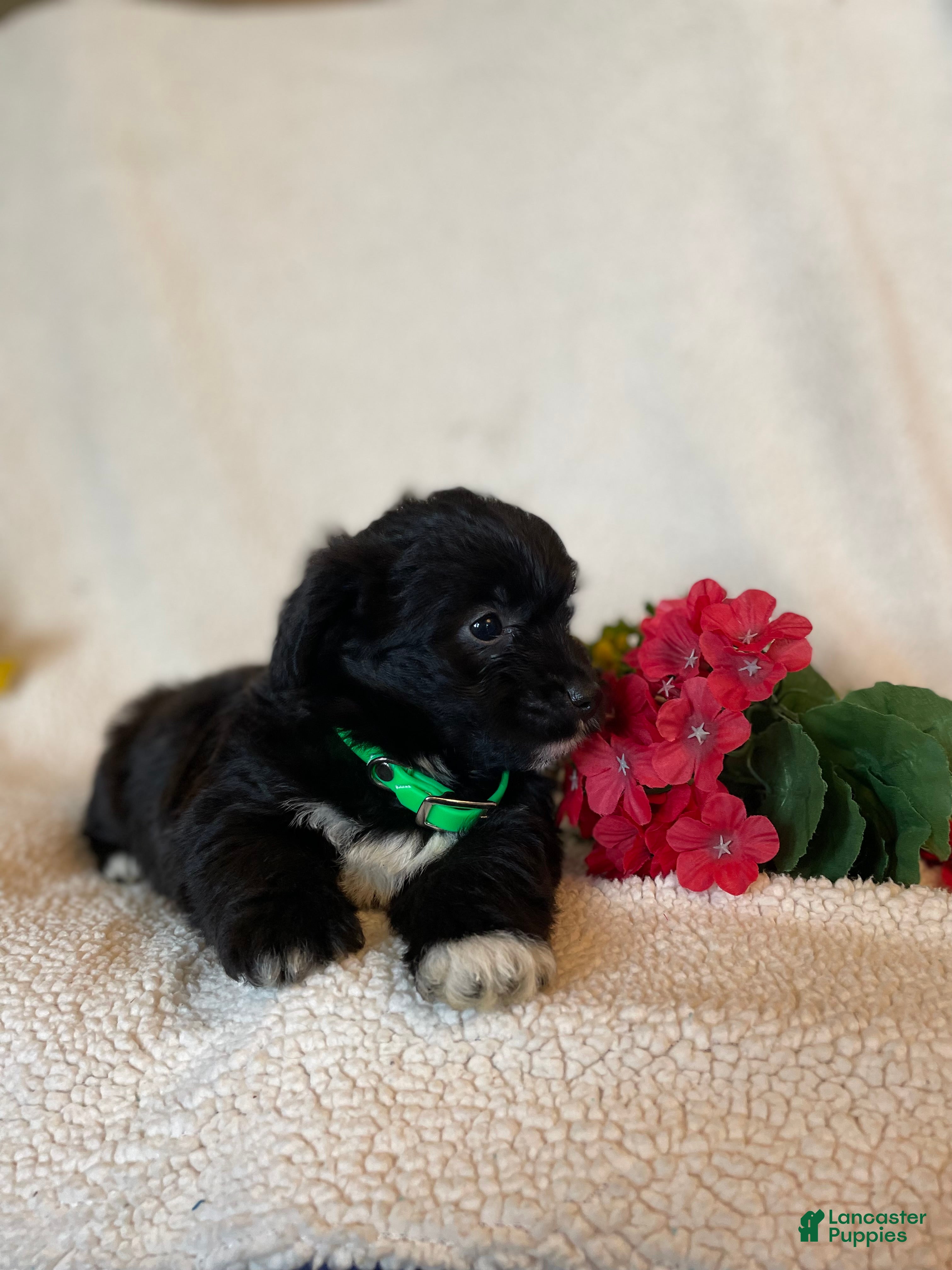 Corgipoo dogs Annie - Ad 2