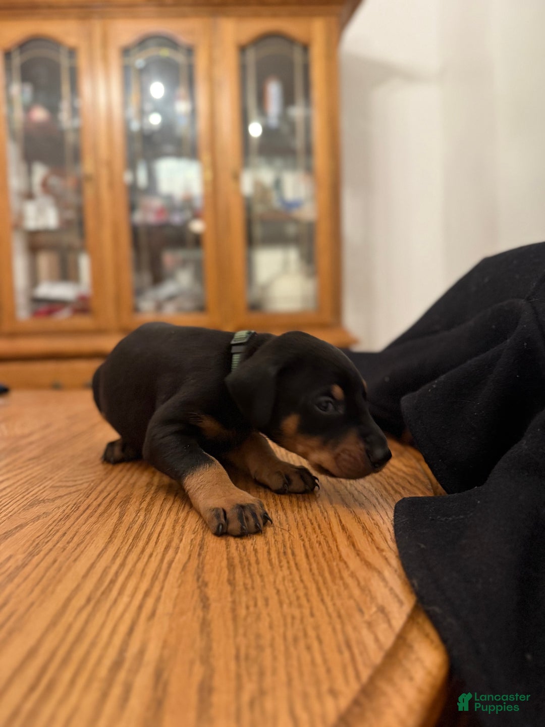 Doberman Pinscher dogs for sale: Hunt - Ad 2