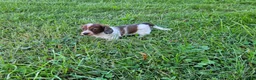 Miniature Dachshund dogs for sale: Reba - Ad 4