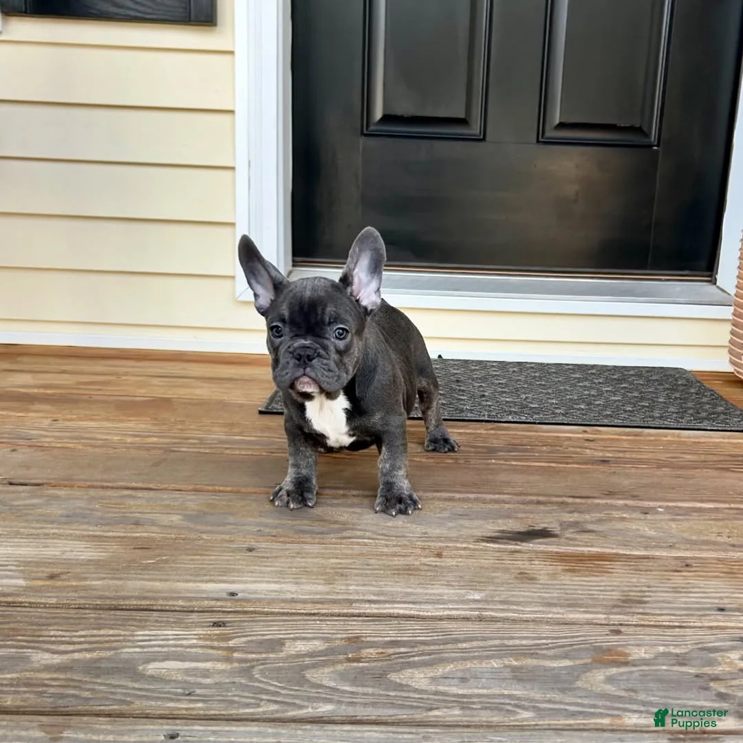 French Bulldog dogs for sale: French Bulldog Puppy 2 - Ad 2