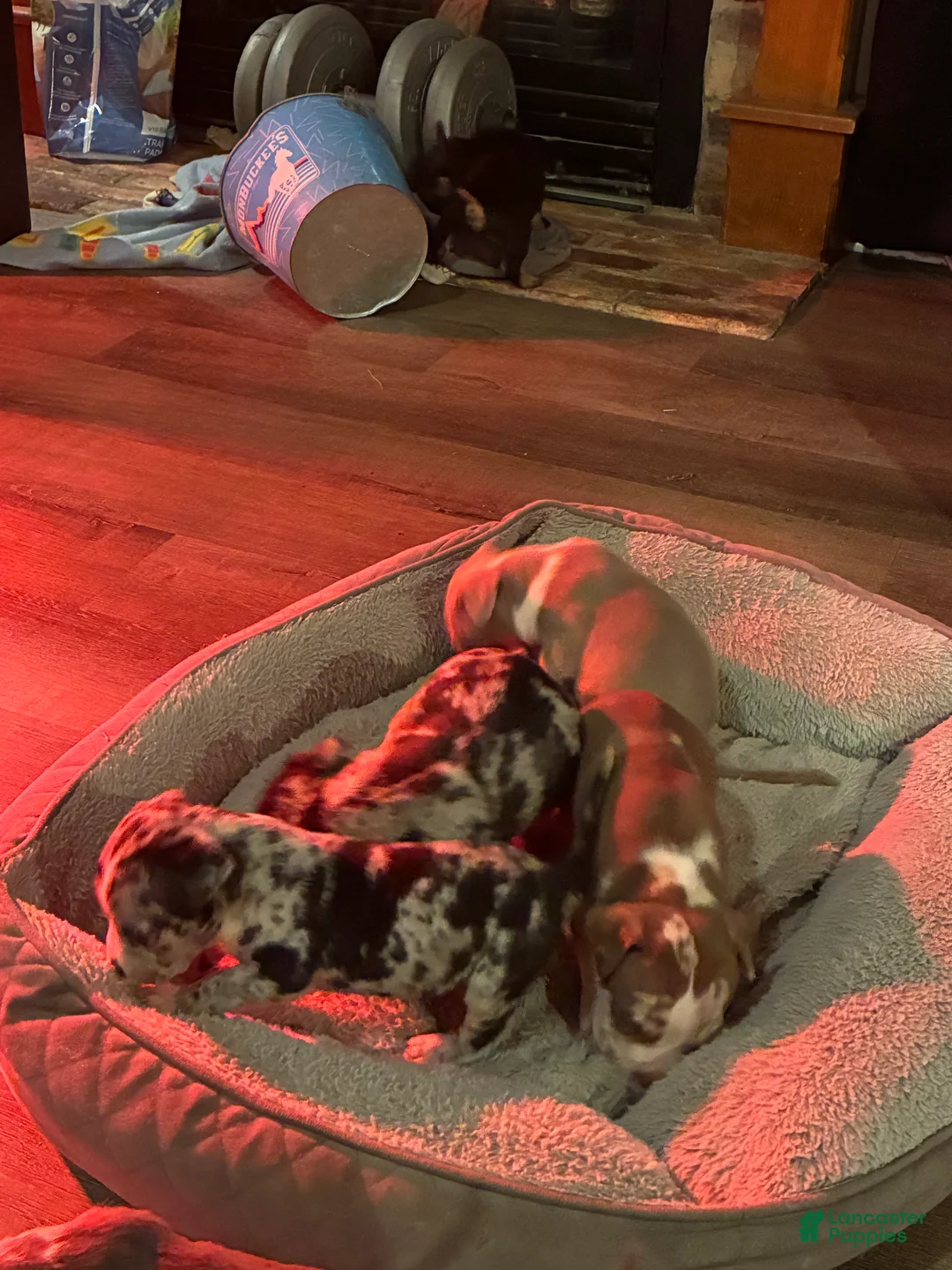 American Bully dogs for sale: American Bully 7 - Ad 1