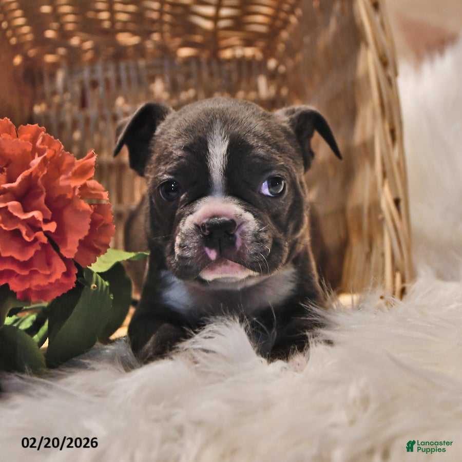 Frenchton dogs Gunner - Ad 2