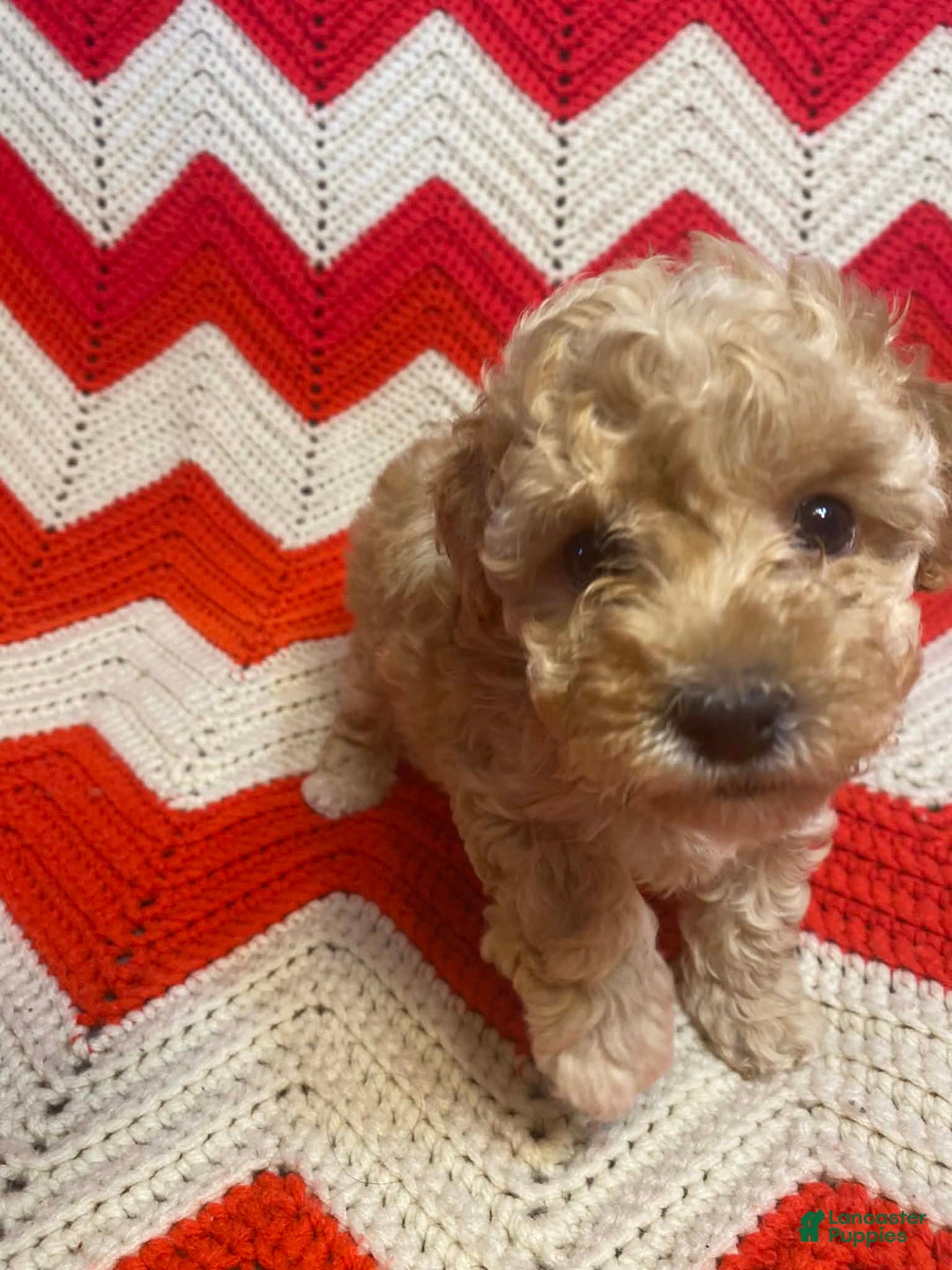 Maltipoo dogs for sale: Blossom  - Ad 5