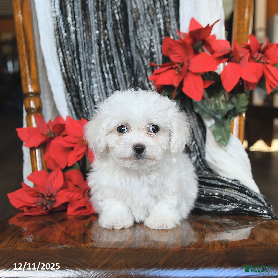 Bichon Frise dogs for sale: Avalon - Ad 4