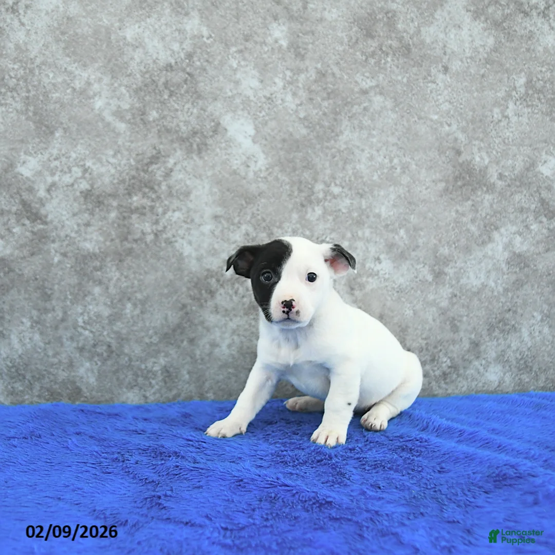 Mixed Breed dogs for sale: Taylor - Ad 2