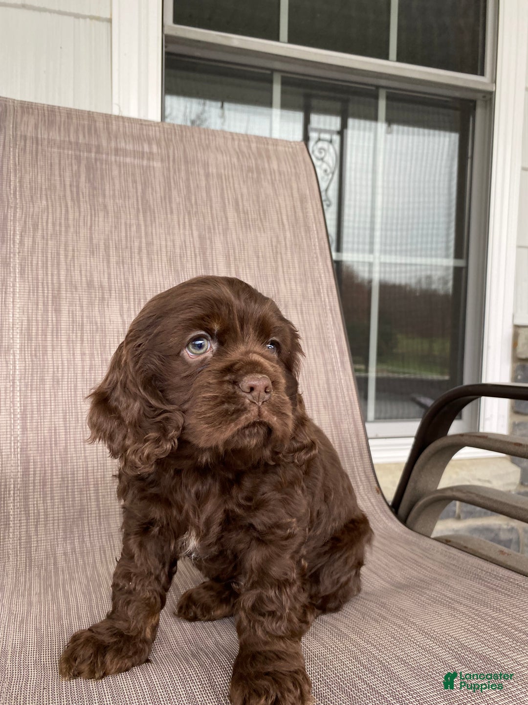 Cocker Spaniel dogs for sale: Chokka - Ad 2