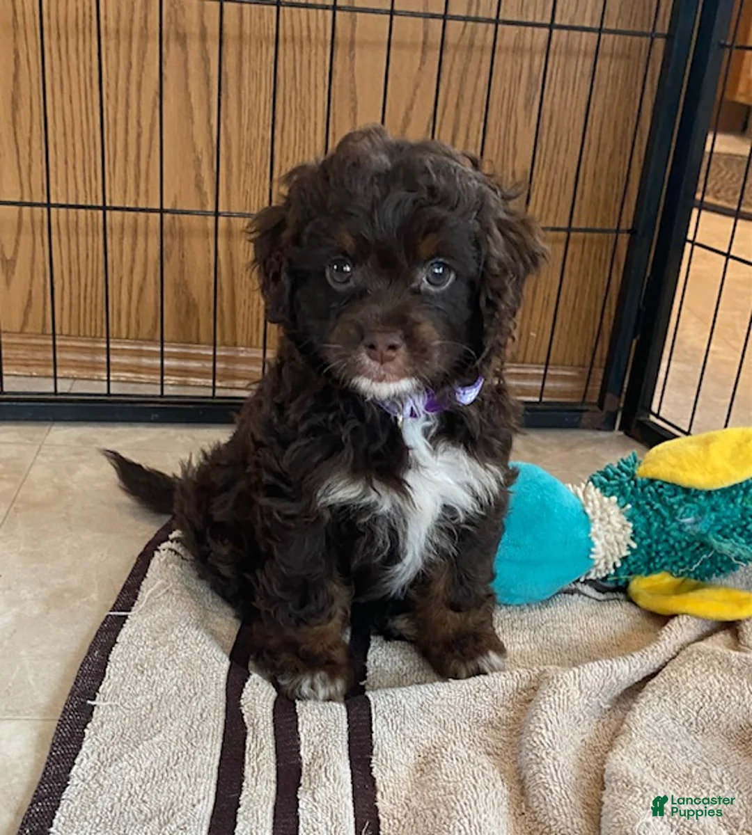 Cavapoo dogs for sale: Lilac- small - Ad 1