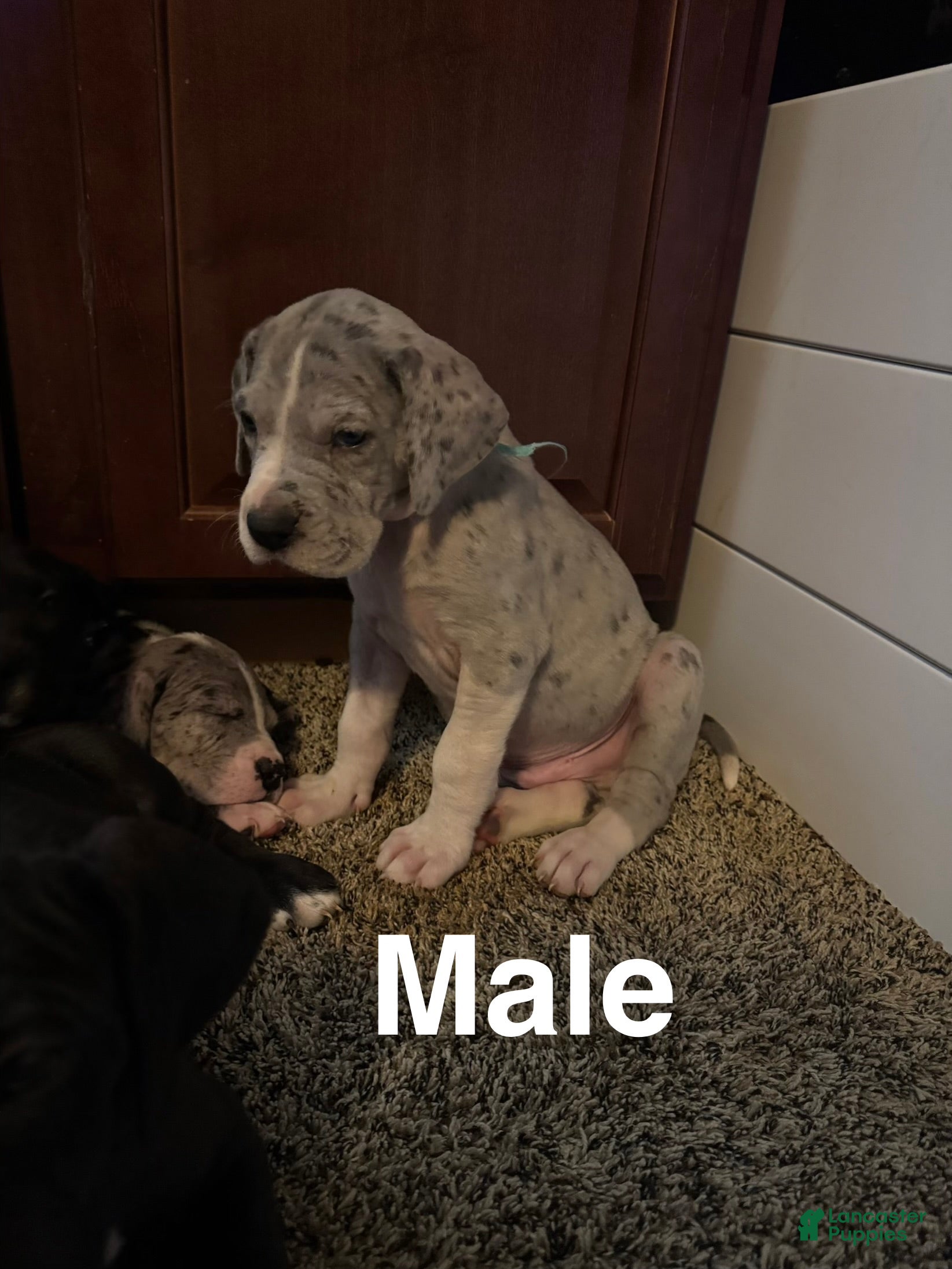 Great Dane dogs Lenard - Ad 30