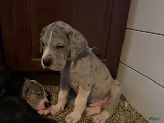 Great Dane dogs Lenard - Ad 29