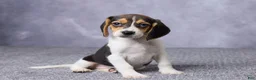 Beagle dogs for sale: Sandy - Ad 4