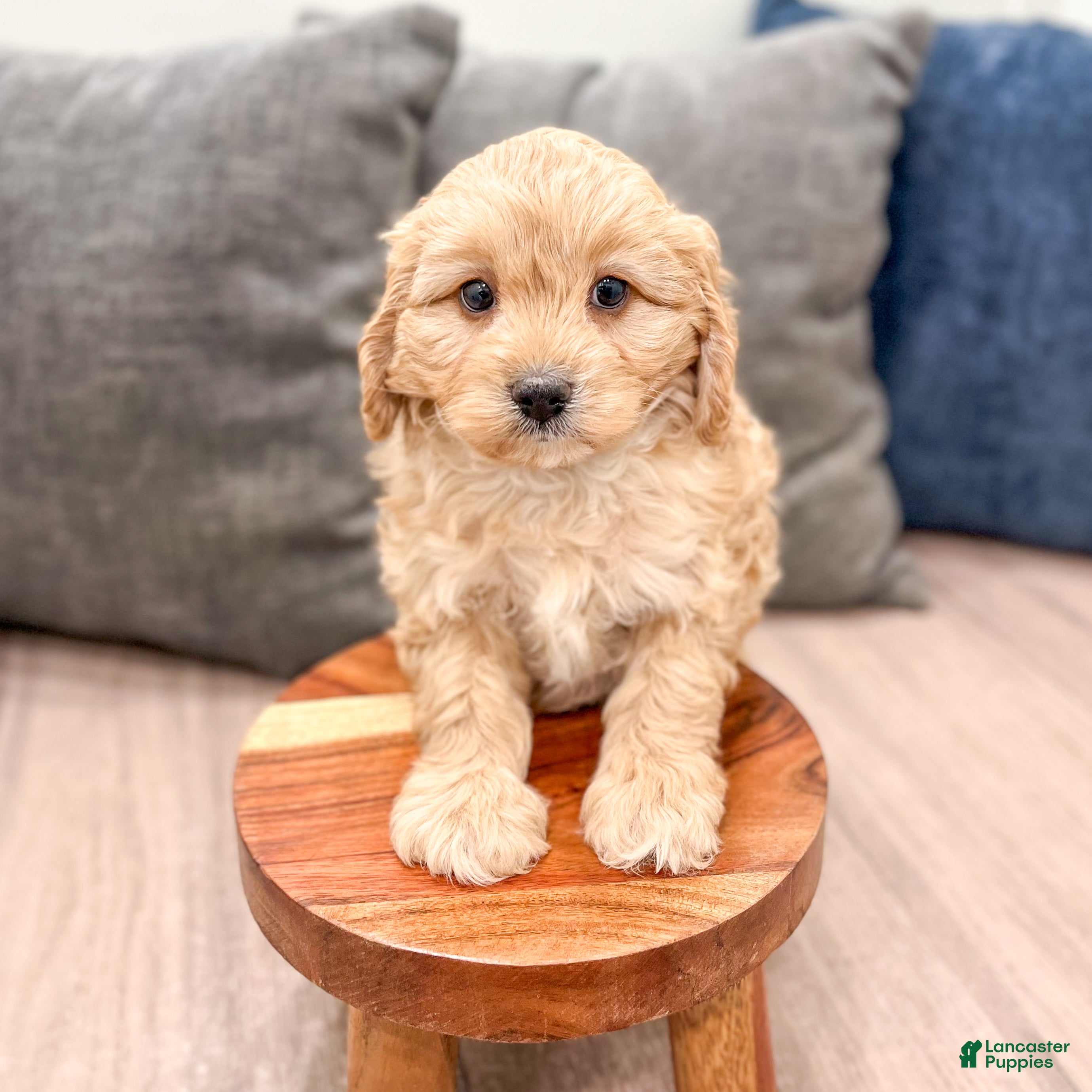 Cavapoo dogs Charlie - Ad 2