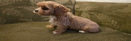 Cavapoo dogs for sale: Wes - Ad 9