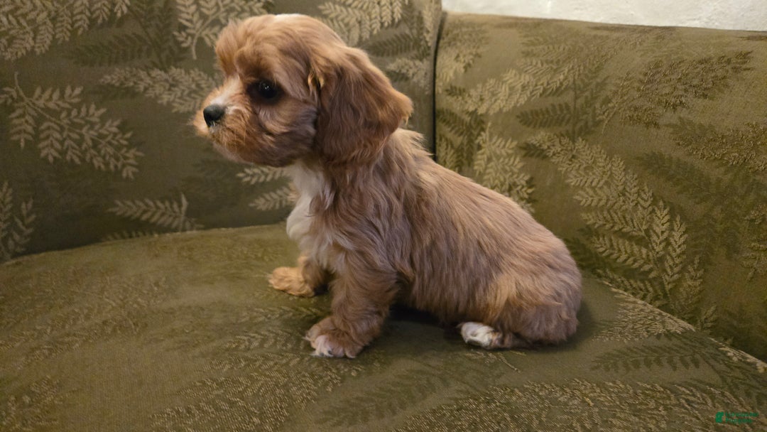 Cavapoo dogs for sale: Wes - Ad 9