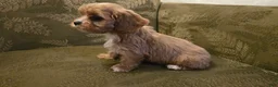 Cavapoo dogs for sale: Wes - Ad 9