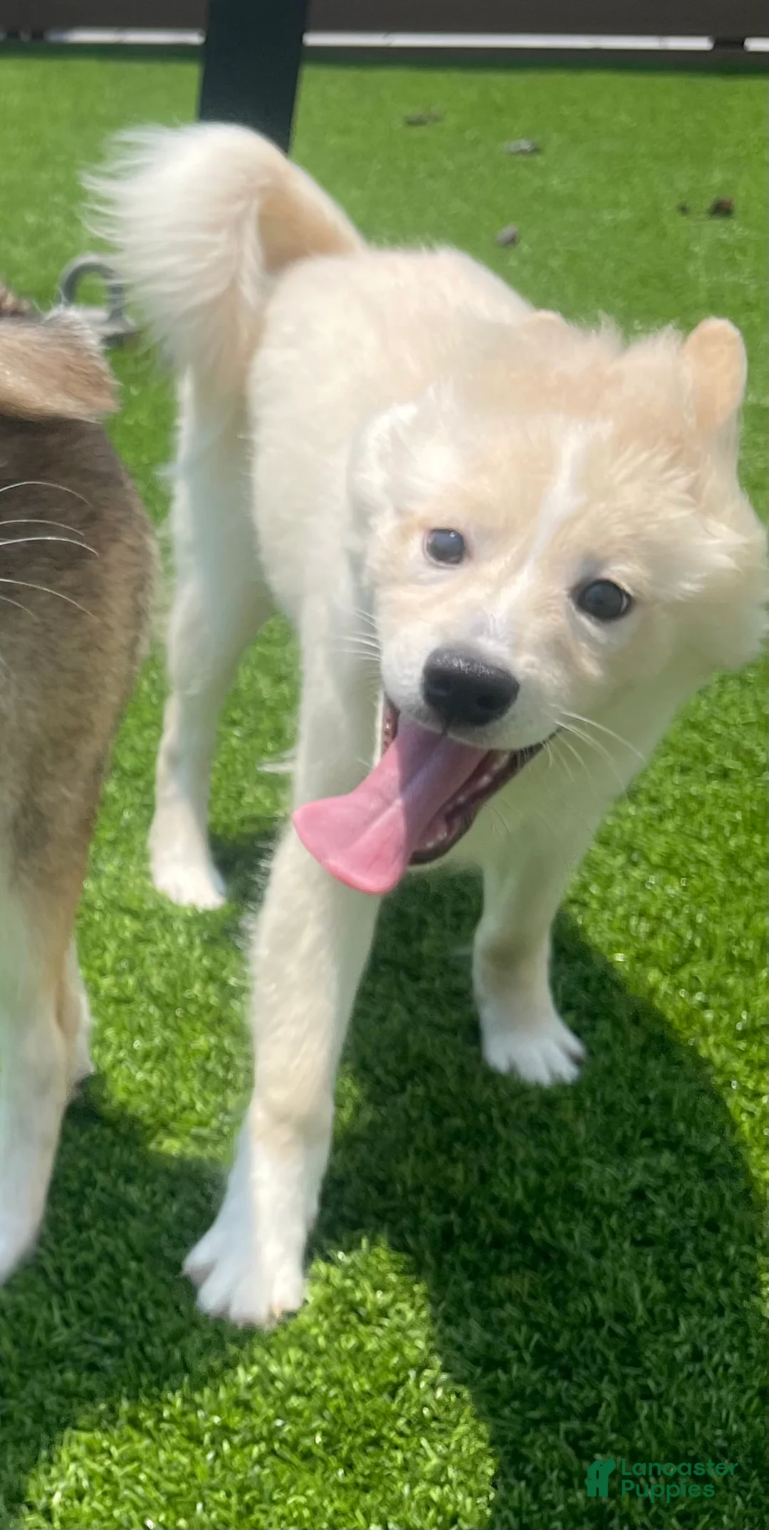 Alaskan Klee Kai dogs for sale: Lady Alona (Lady) - Ad 1