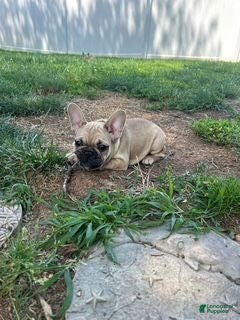 French Bulldog dogs Lainey(red) - Ad 7