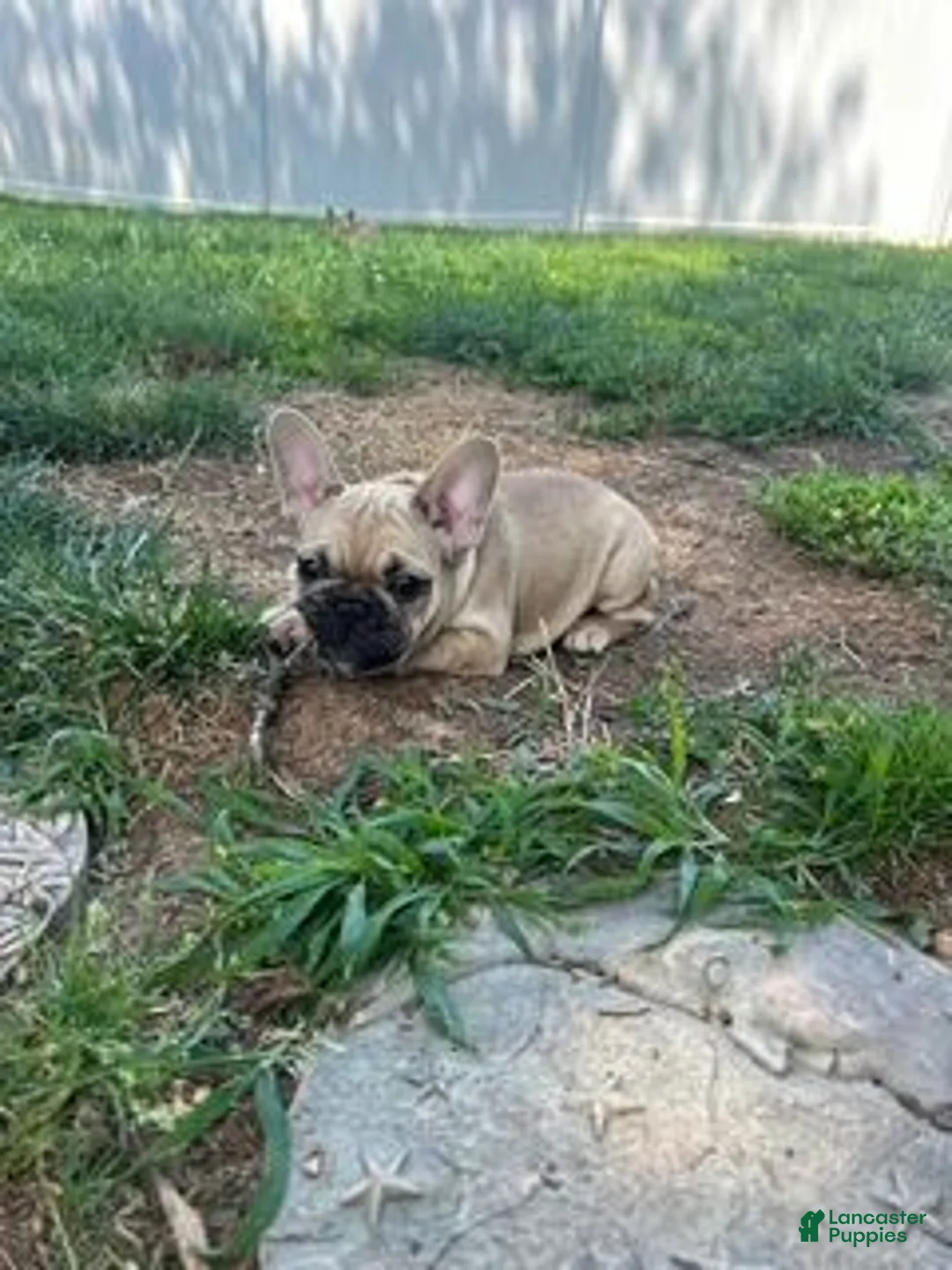 French Bulldog dogs for sale: Lainey(red) - Ad 1
