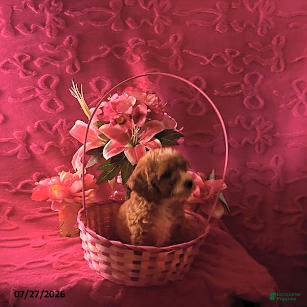 Mini Aussiedoodle dogs Lilac - Ad 12