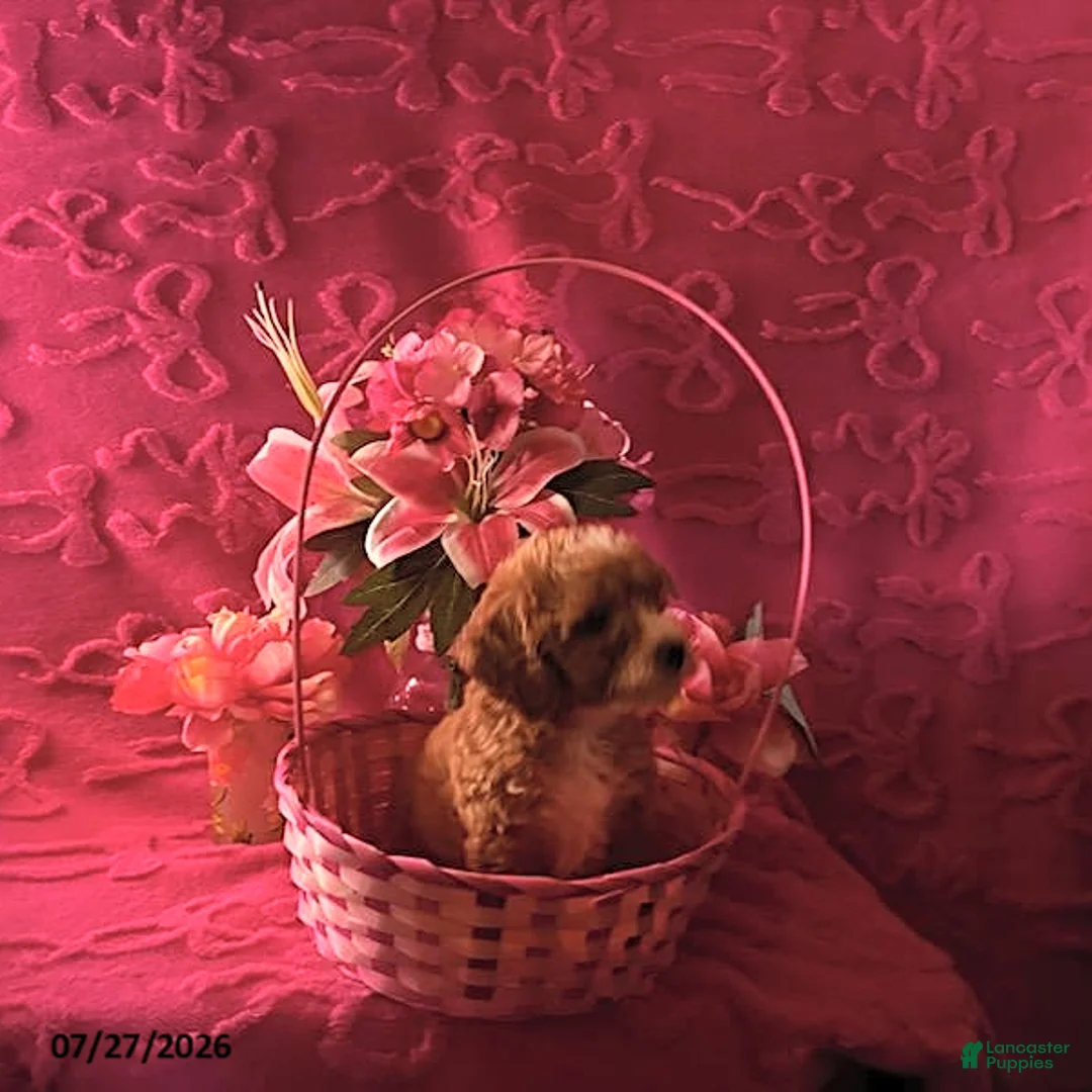 Mini Aussiedoodle dogs for sale: Lilac - Ad 1