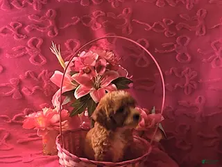 Mini Aussiedoodle dogs Lilac - Ad 12
