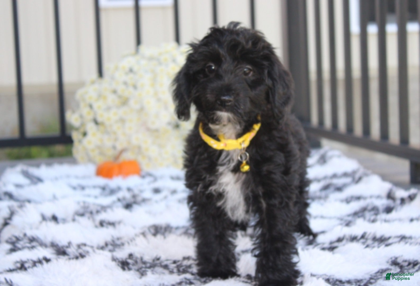 Yorkiepoo dogs Ranger  - Ad 1